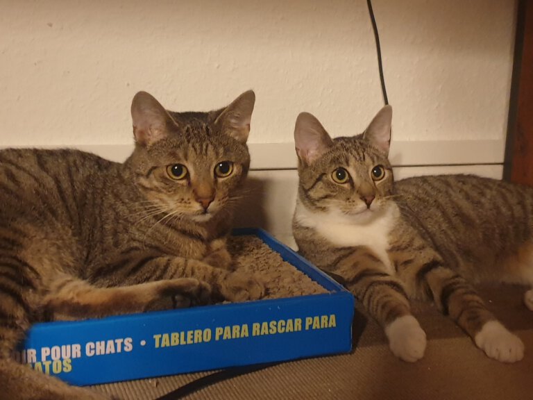 2817_2818_Elsa_Dorie 3