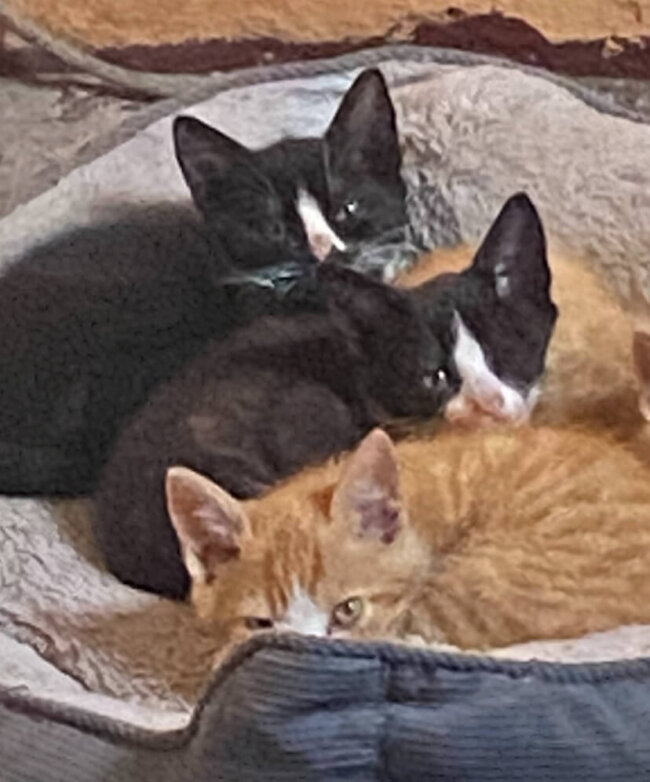 I+T_Katzenbabys