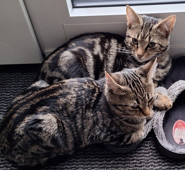 p_2876_2877_Jake_Rosy