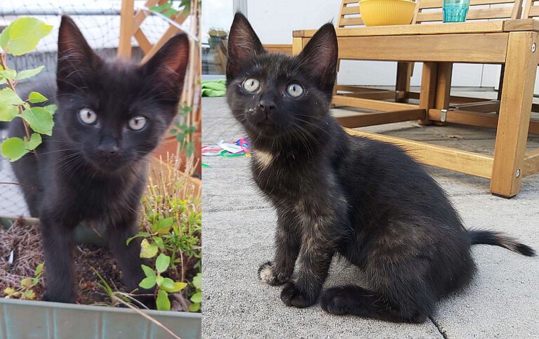 p_2845_2846_Hermine_Findus