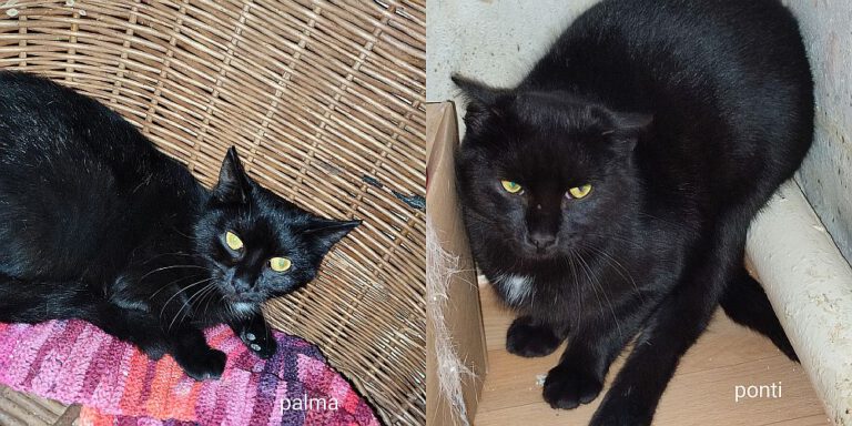 v_2737_2738_Palma_Ponti