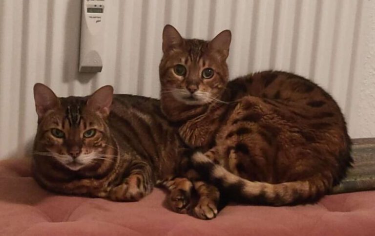 v_2872_2874_Simbajo_Kissimee 1