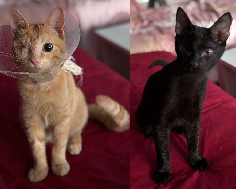 p_2895_2896_Sanji_Marimo