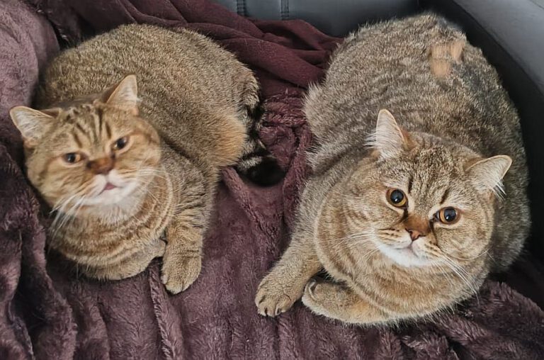 p_2826_2827_Timon_Pumbaa