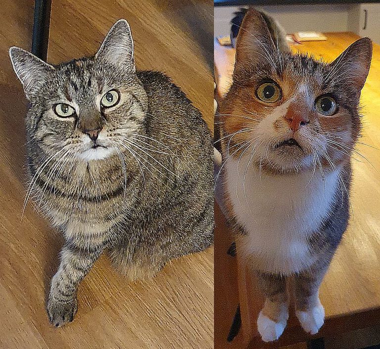 p_2905_2906_Mia_Nala 1