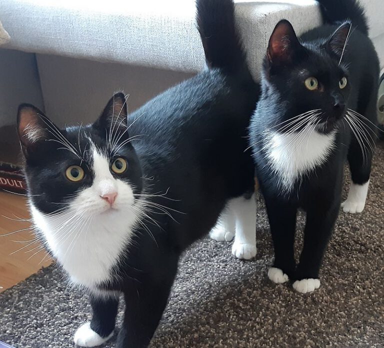 t_2832_2833_Nemo_Michel