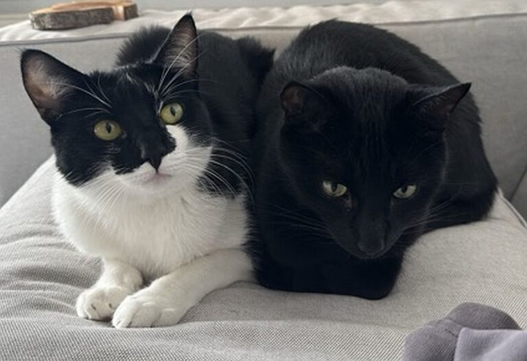 p_2917_2918_Shadow_Sky 1