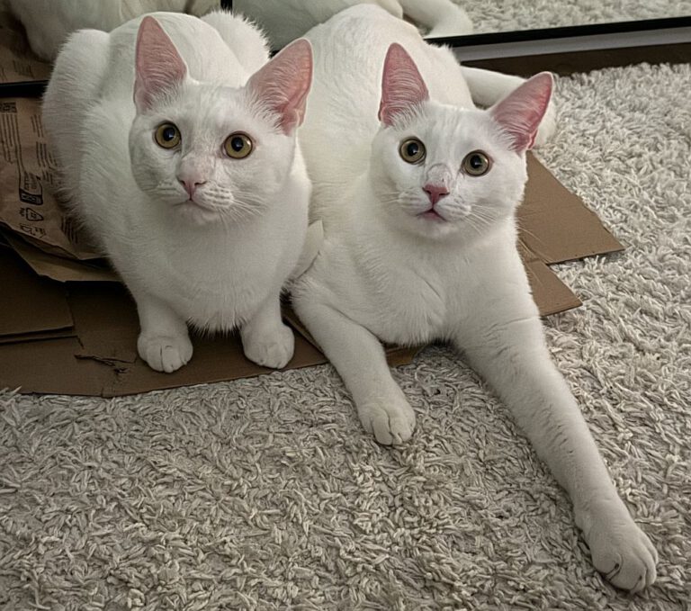 2829_2830_Taco_Pepper 1