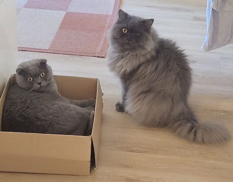 v_2947_2948_Dobby_Junior 1