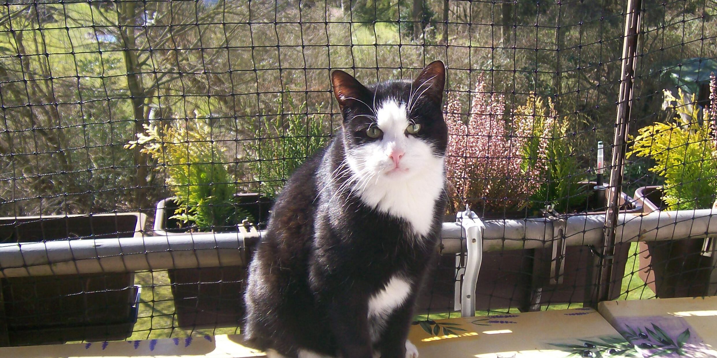 I+T Katzenschutznetze Victor