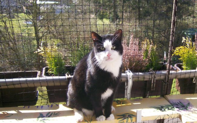 I+T Katzenschutznetze Victor