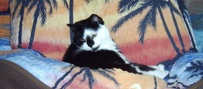 I+T Katze abgeben Lucy