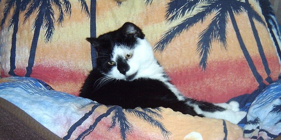 I+T Katze abgeben Lucy