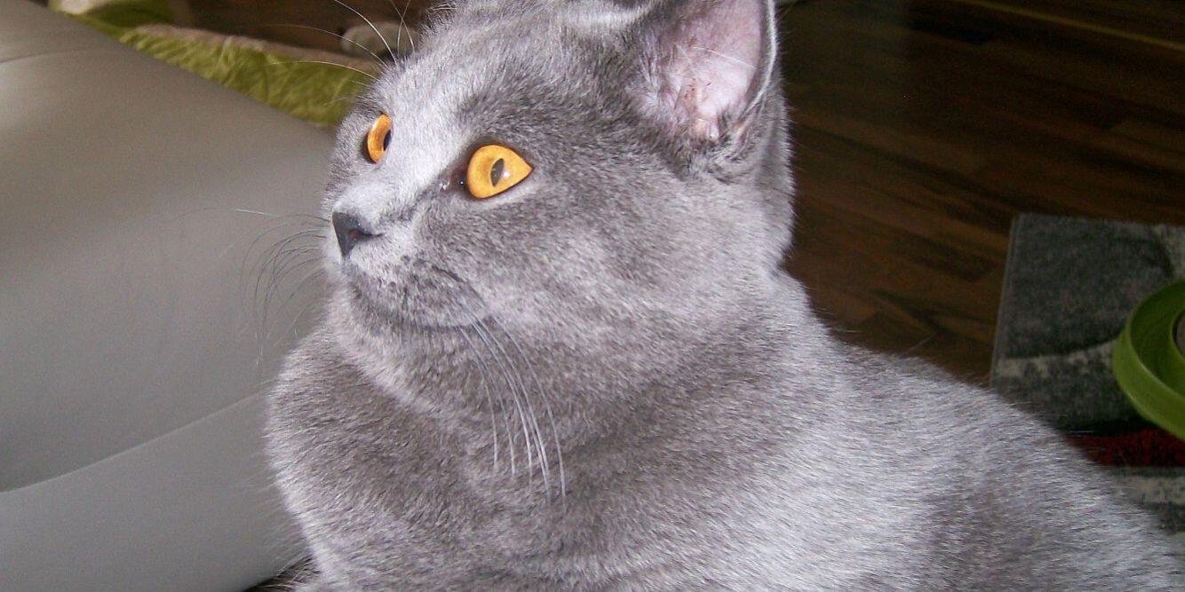 I+T Katze adoptieren Fibi