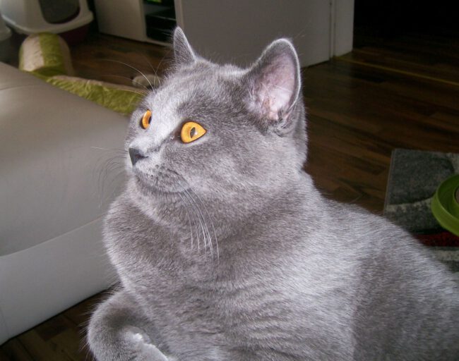 I+T Katze adoptieren Fibi