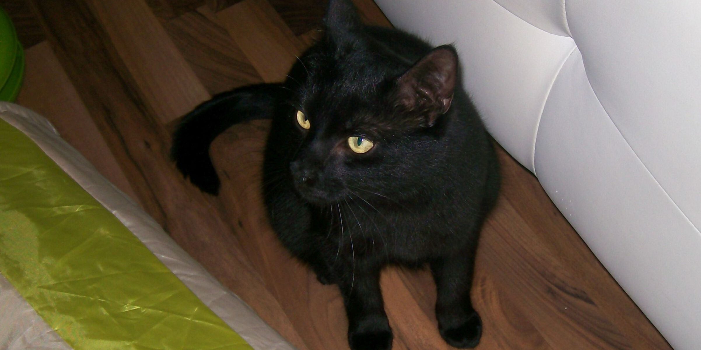 I+T Katze entlaufen Shadow