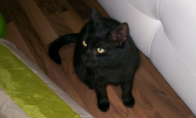 I+T Katze entlaufen Shadow