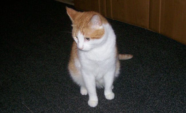 I+T geschenkte Katze Grisu