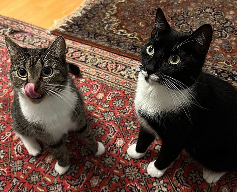 v_3022_3023_Snowi_Blacky 1