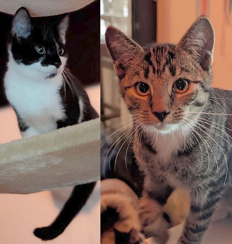 v_3029_3030_Cosmo_Oskar 1