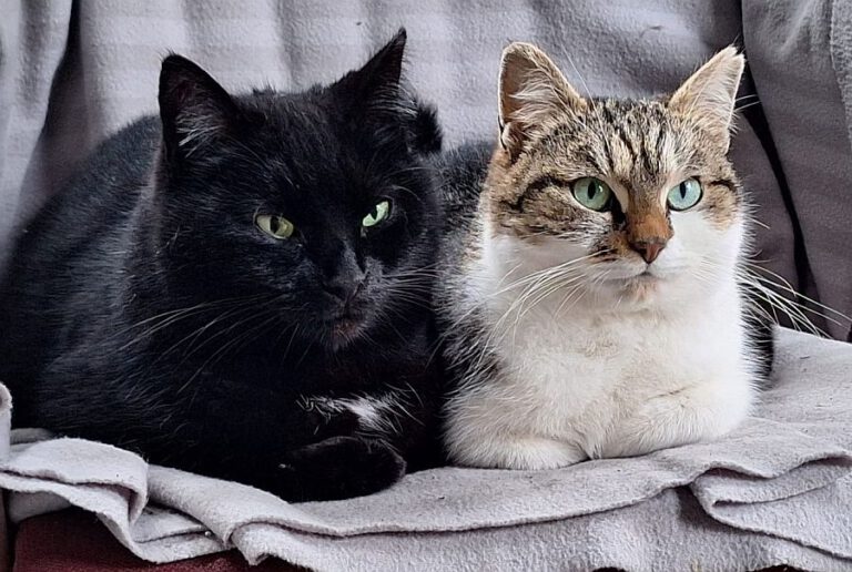 p_2912_2913_Lätzchen_Stöpsel